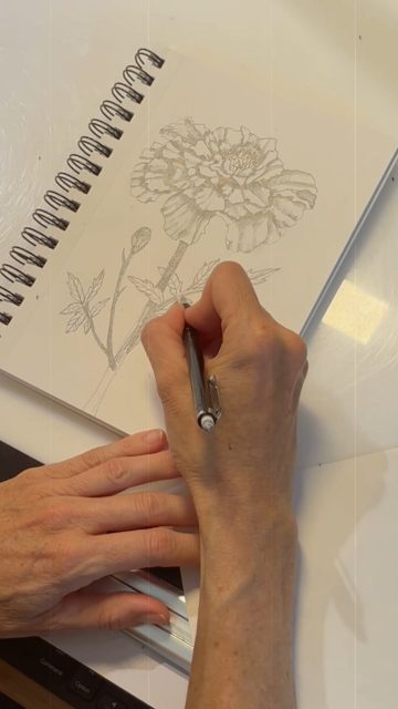Sketchbooks are where compositions solve themselves.
A place to experiment, fail, observe, simplify, and begin again

Before artwork becomes a print, it usually spends time here first.
Testing shapes, movement, composition, and rhythm

#marigoldconspiracy #sketchbook #sketchbookpractice #botanicalart #marigold #graphitedrawing #pencildrawing #natureinspired #artistprocess #processvideo #artprocess #sketchbookdiaries #drawingpractice #botanicaldrawing #illustrationprocess #traditionalart #naturejournal #creativeprocess #fieldstudies #humanartrespondingtonature